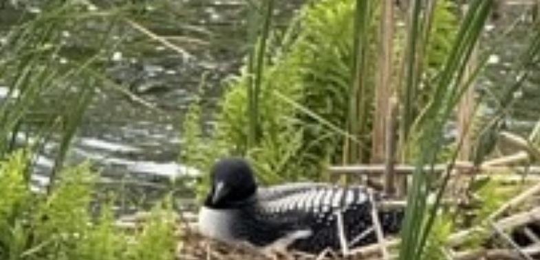 Nesting Loon channel.PNG